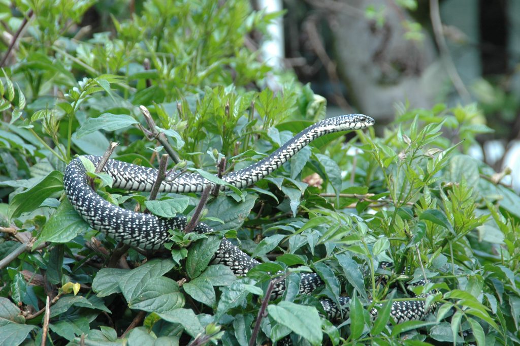 Nairobi Snake Park