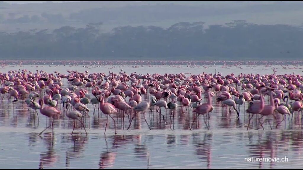 Nakuru County Flamingo Viewpoint