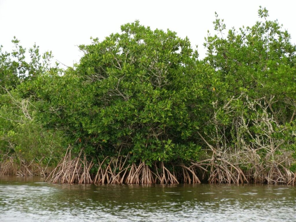 Nanwelat Mangrove Exploration