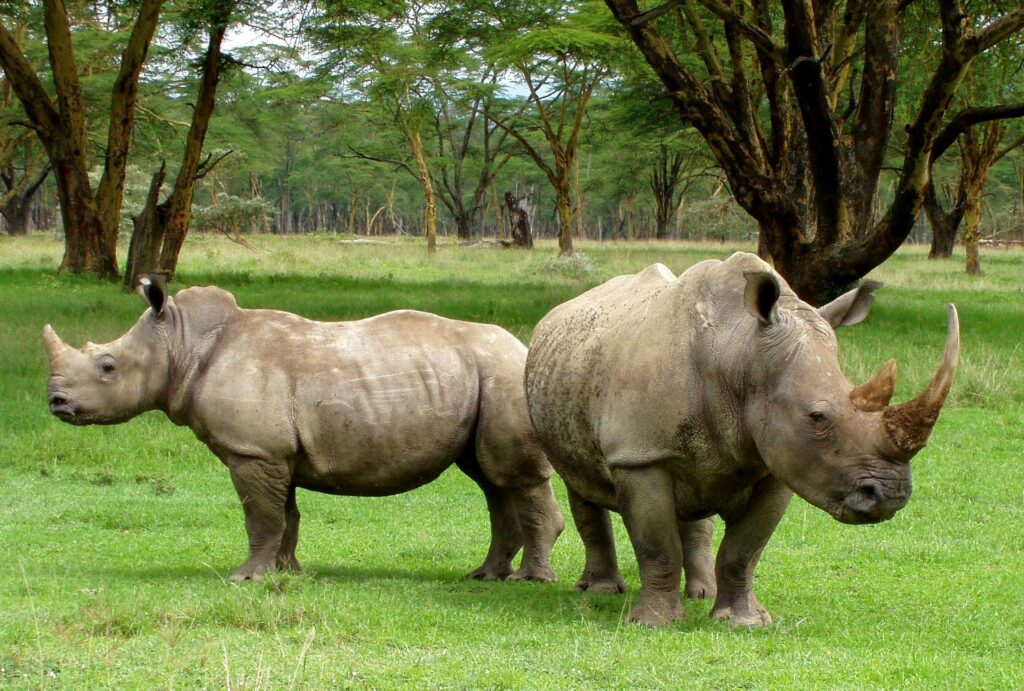 Ngulia Rhino Sanctuary