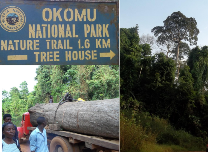 Okomu National Park
