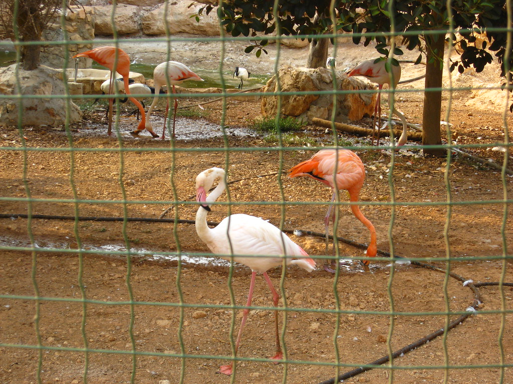 Paphos Bird Park