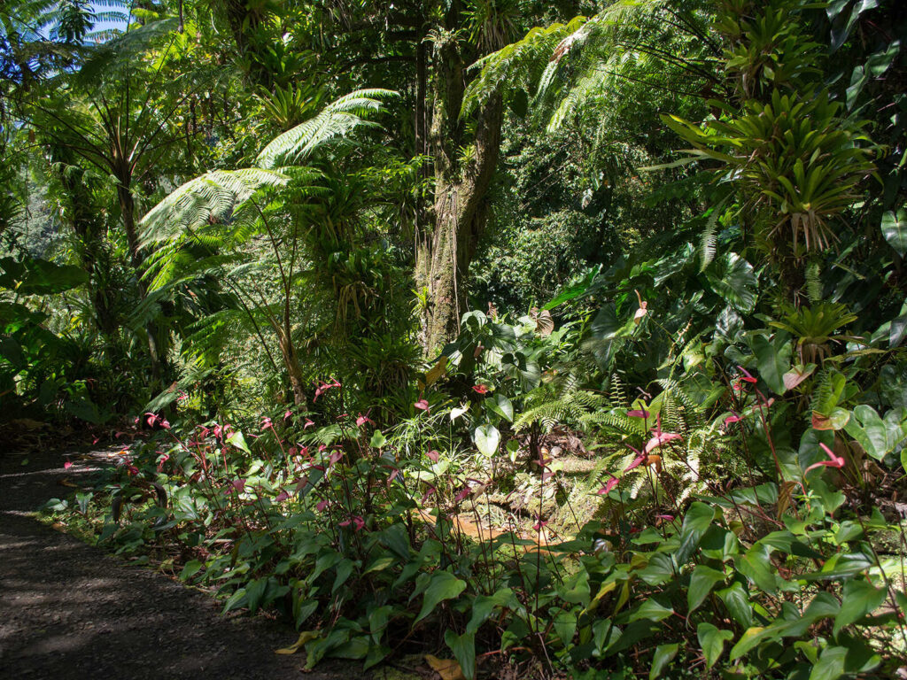 Papillote Tropical Gardens