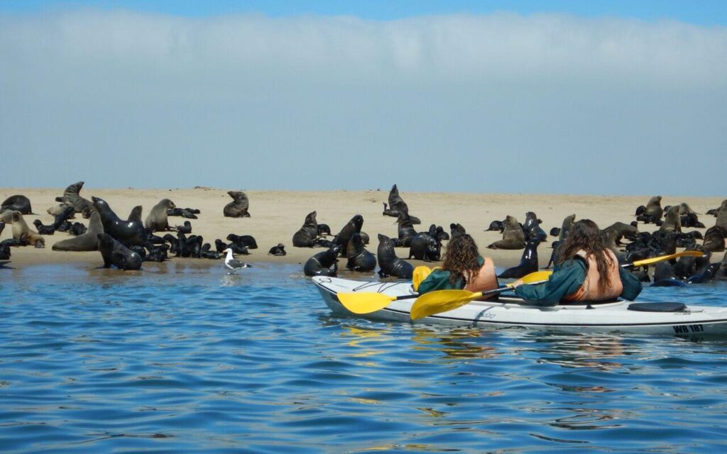 Pelican Point Kayaking in Walvis Bay
