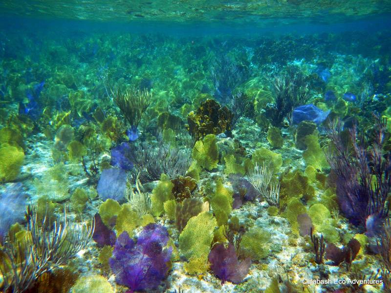 Peterson Cay National Park