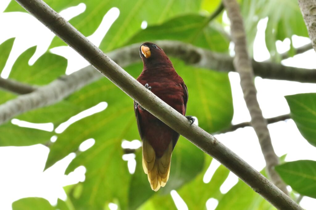 Pohnpei Bird Sanctuary