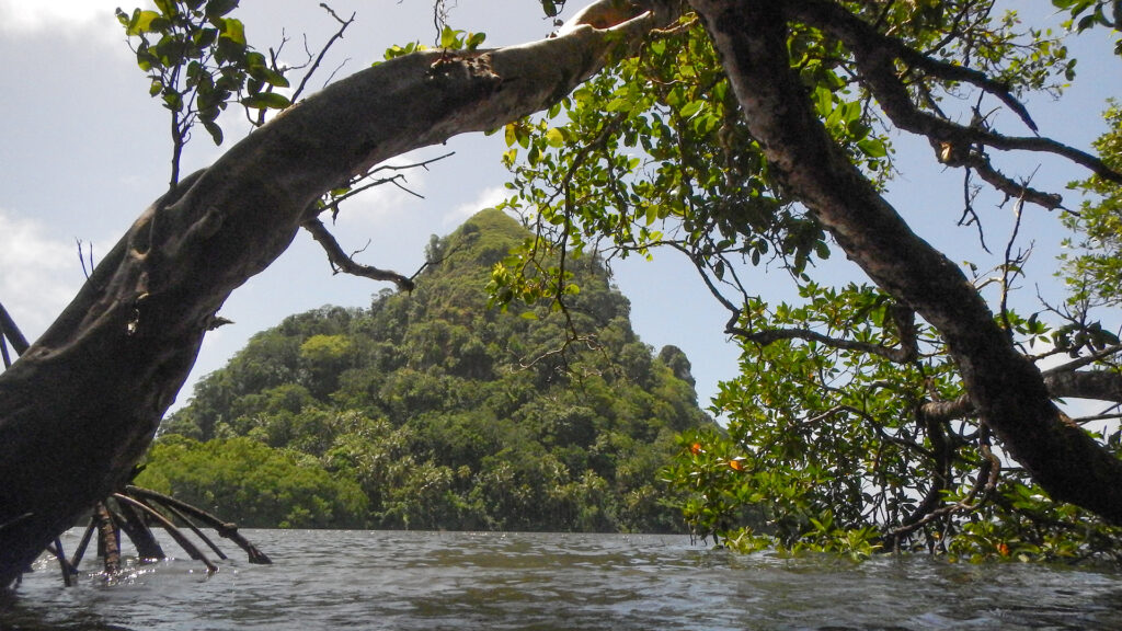 Pohnpei Mangrove Forest