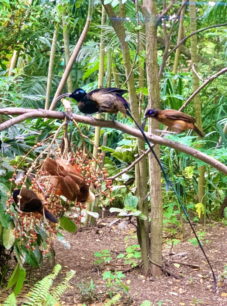 Port Moresby Nature Park