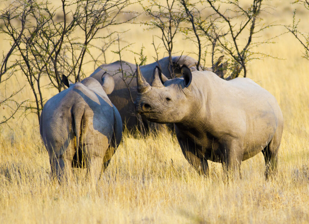 Rhino Tracking in Palmwag