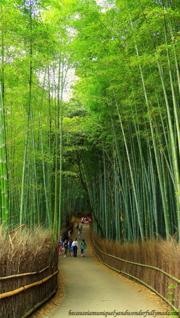 Sagano Bamboo Forest