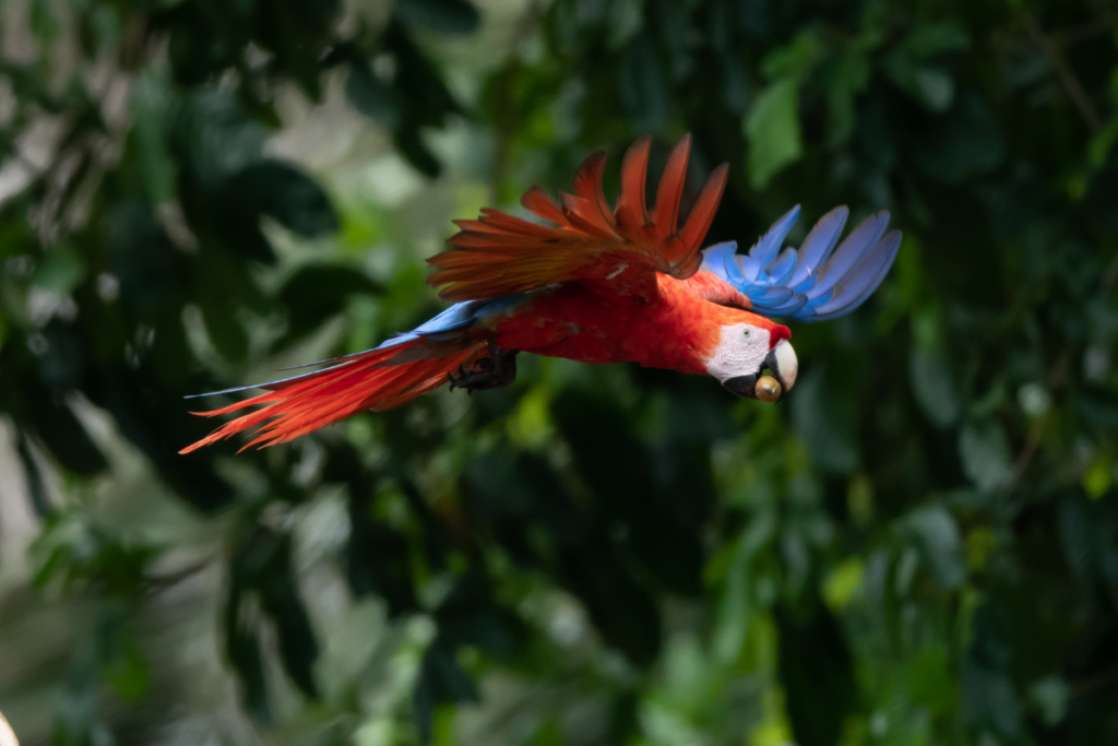 Scarlet Macaw Tours