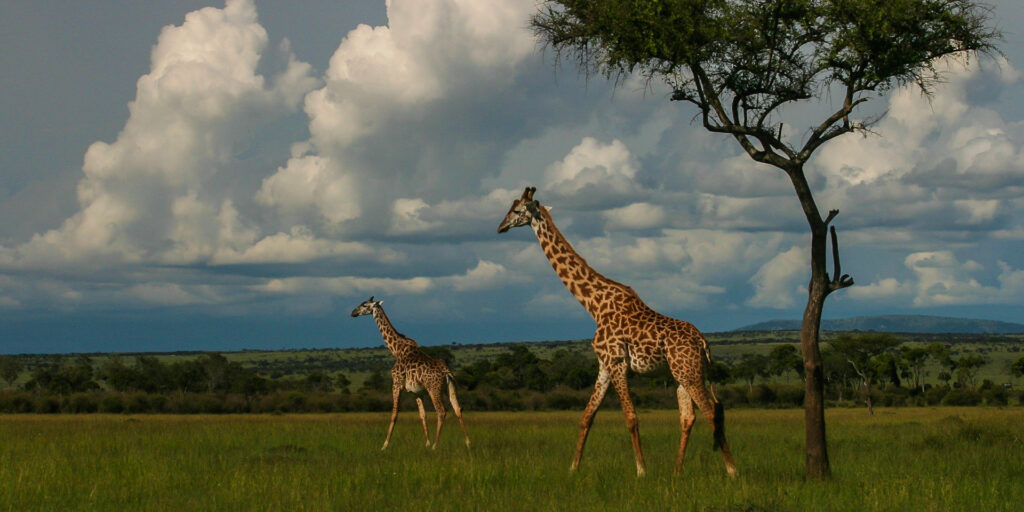 Selenkay Conservancy