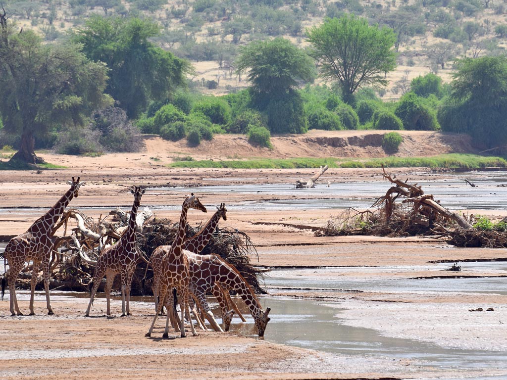 Shaba National Reserve