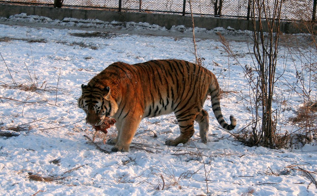 Siberian Tiger Reserve