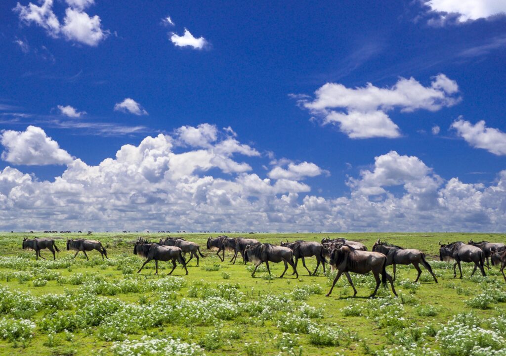 Simanjiro Plains