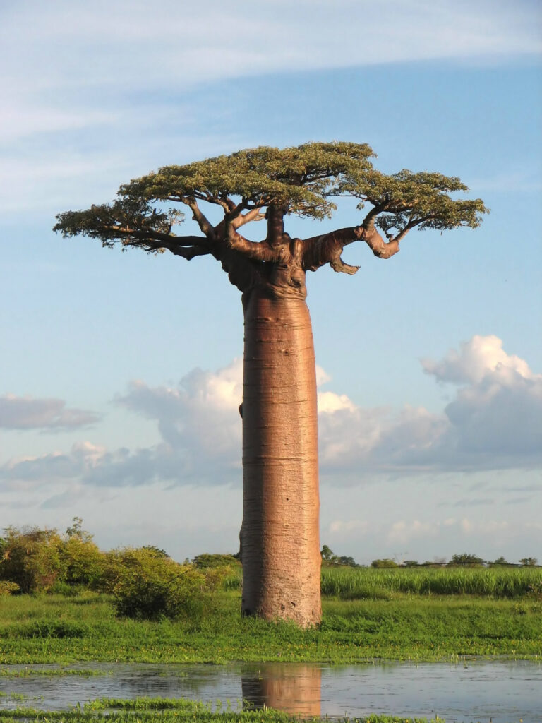 The Baobab Trees in Wagar