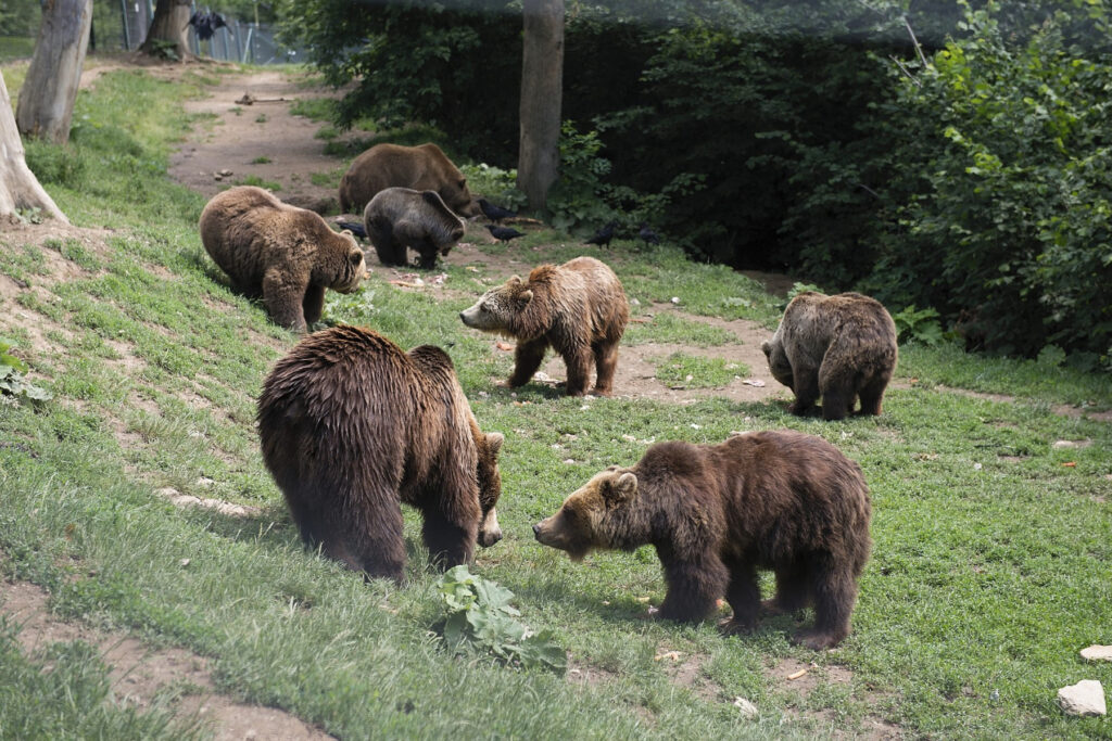 The Bear Sanctuary in Zarnesti