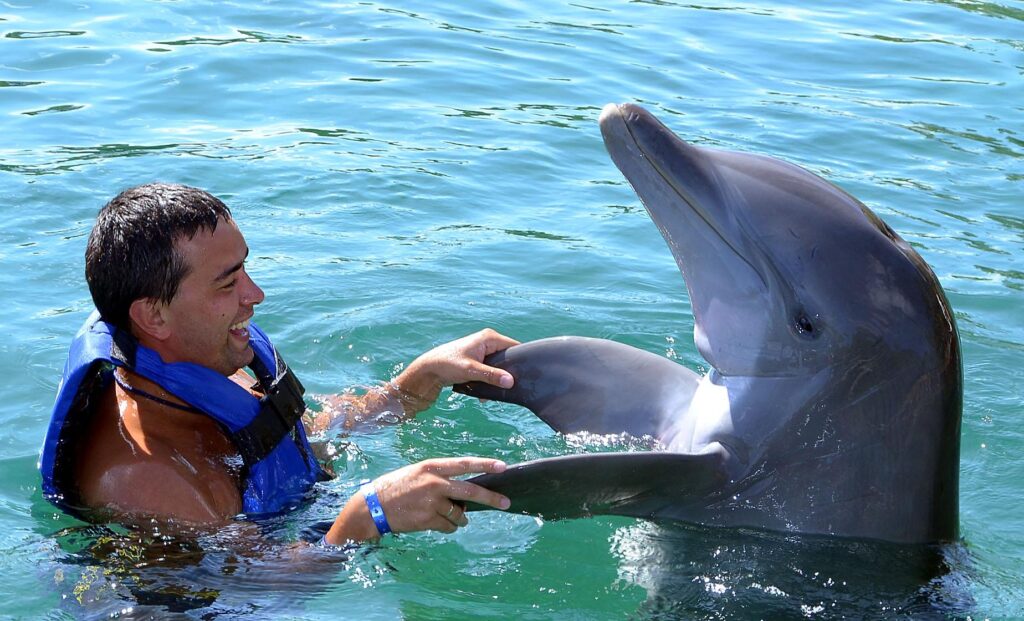 The Dolphin Experience