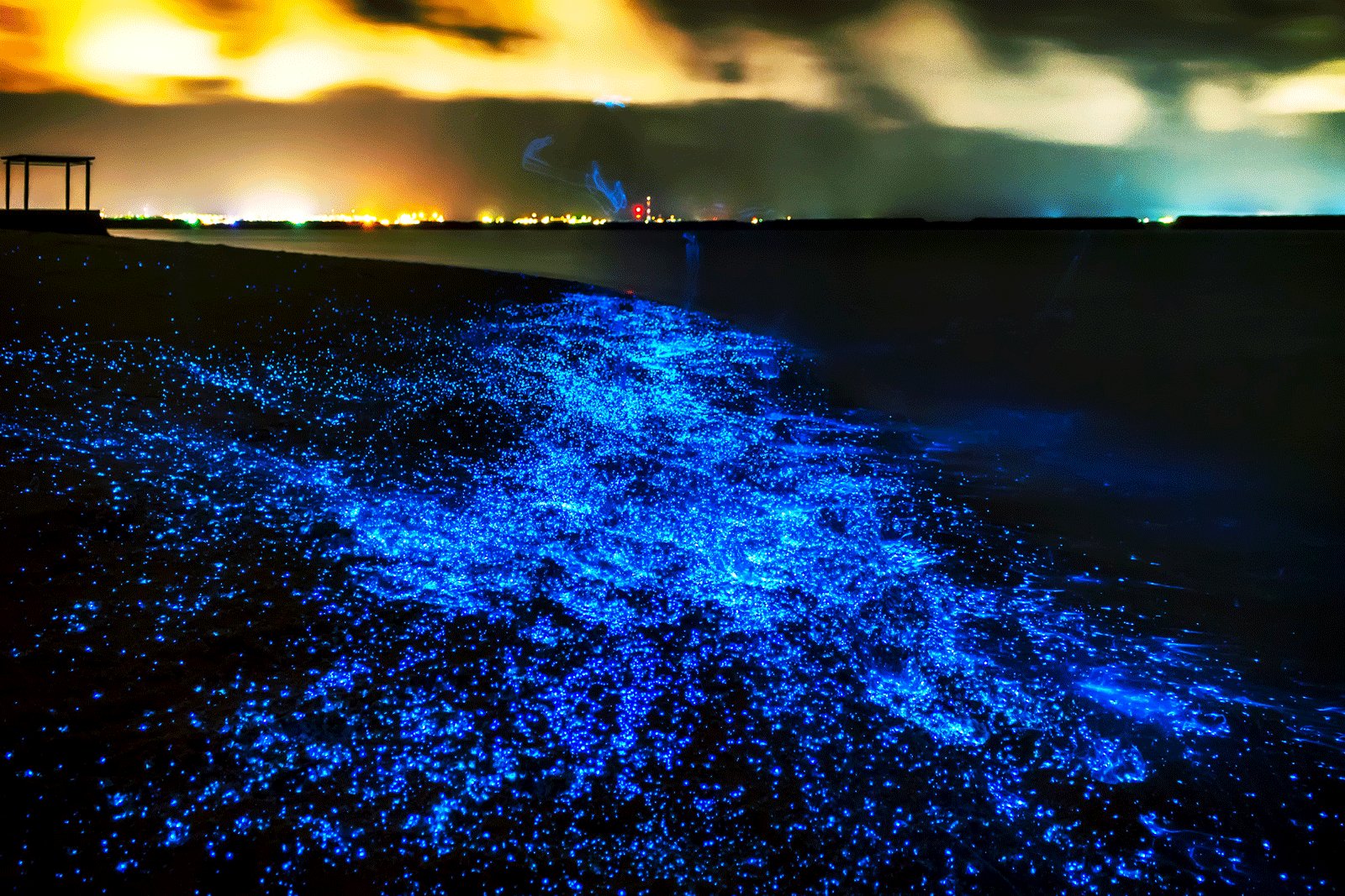The Firefly Squid Of Toyama Bay - Awe-inspiring Places