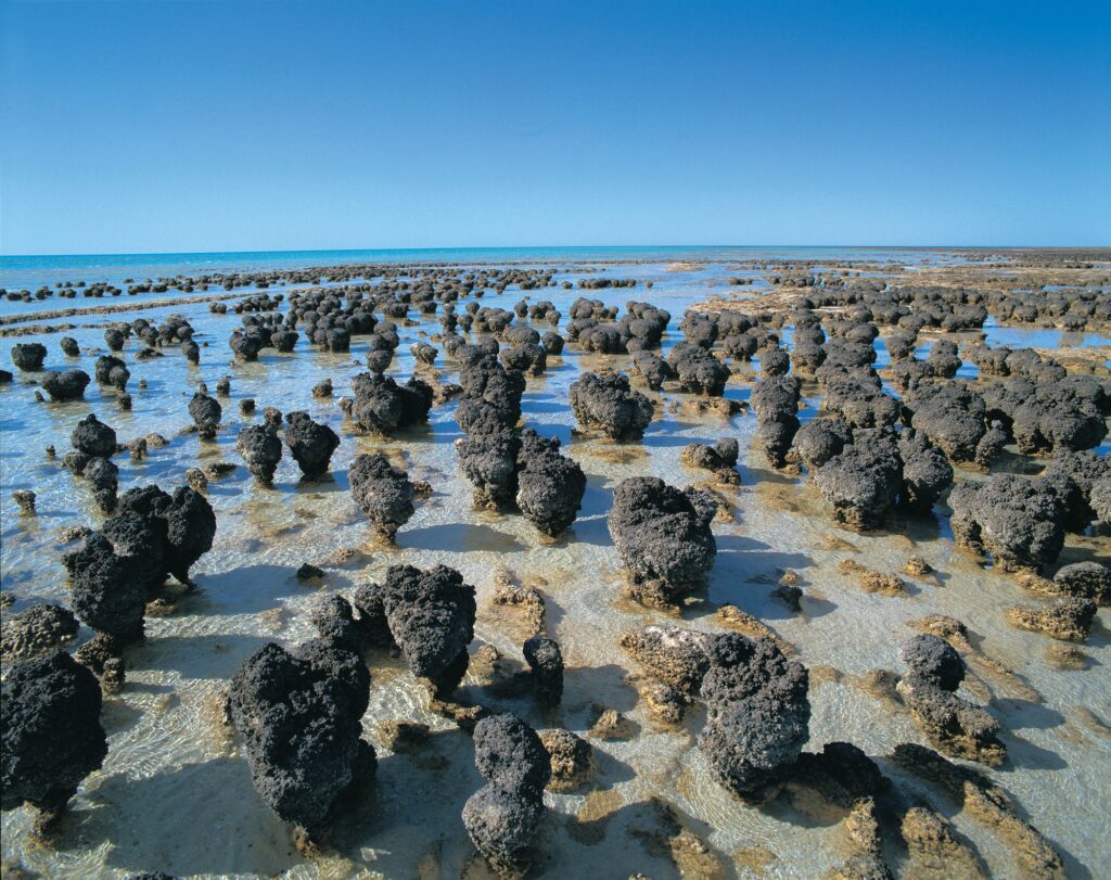 The Stromatolites of Hamelin Pool