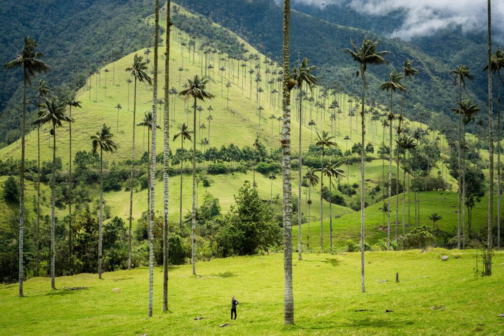 Wax Palms of Cocora Valley