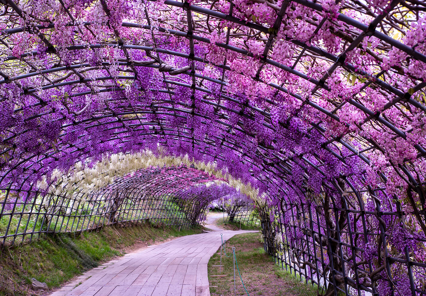 Wisteria Tunnel - Awe-inspiring Places