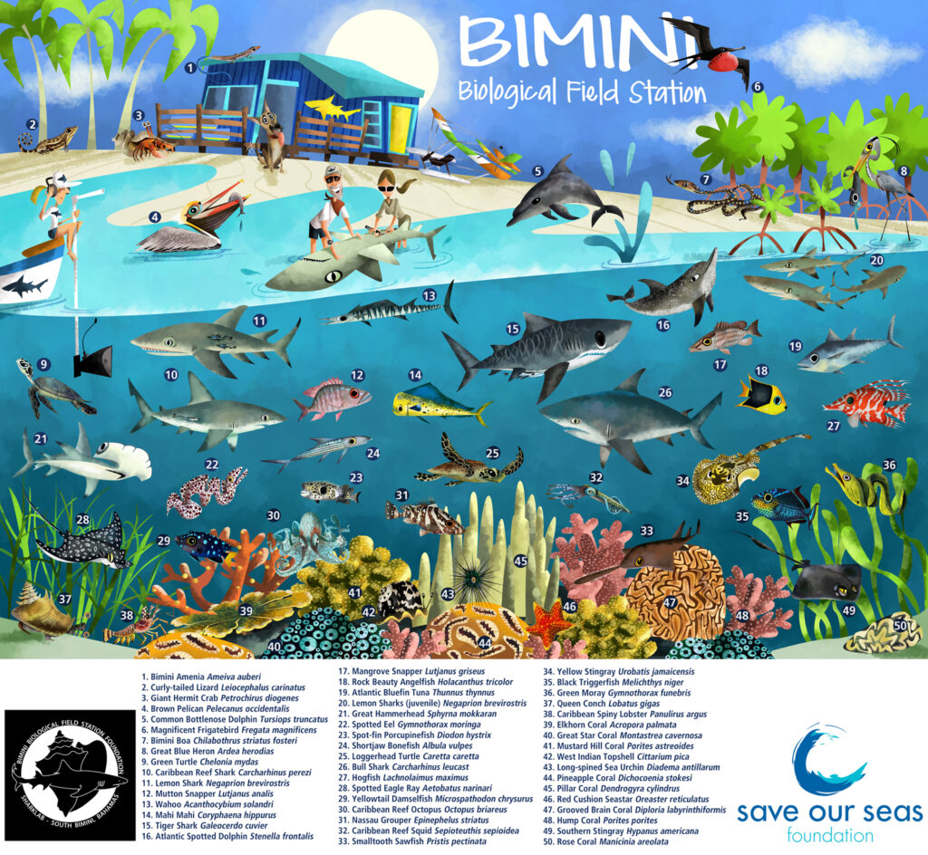 Bimini Biological Field Station