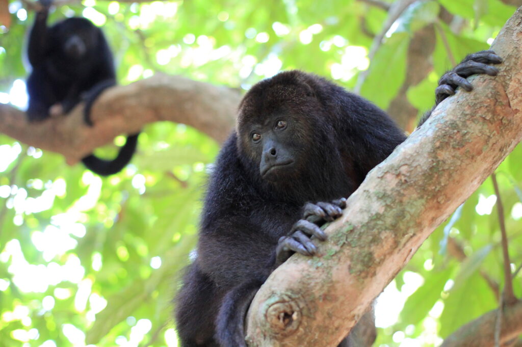 Community Baboon Sanctuary