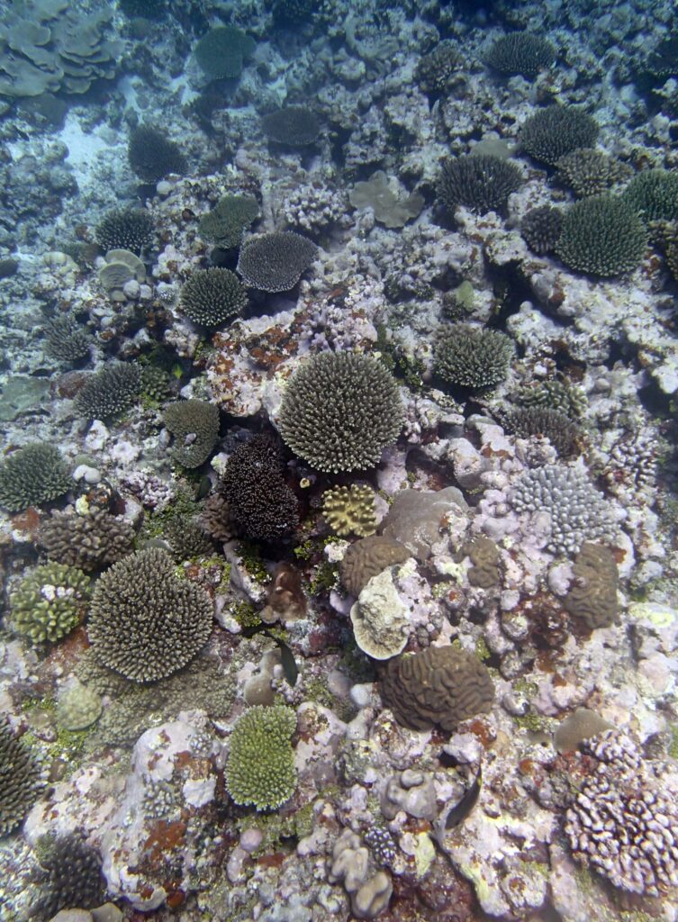 Niuatoputapu Coral Reef
