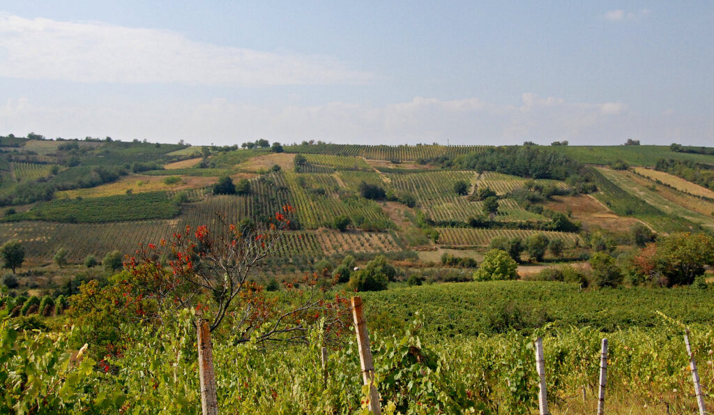 Rahovec Vineyards