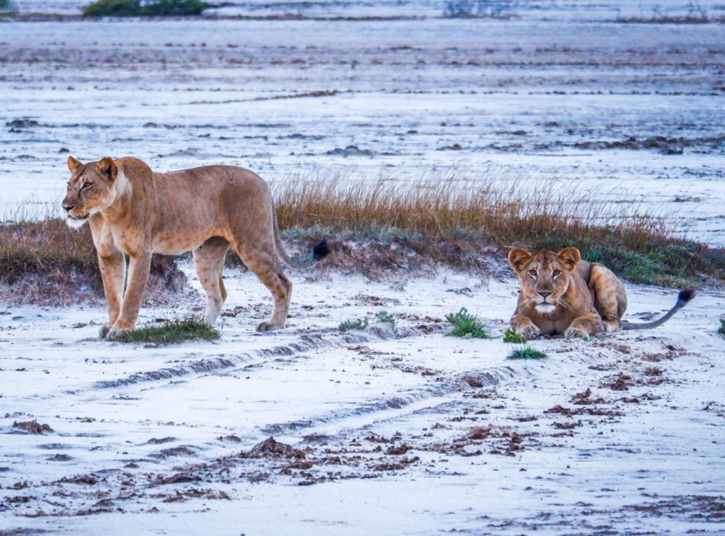 Saadani National Park