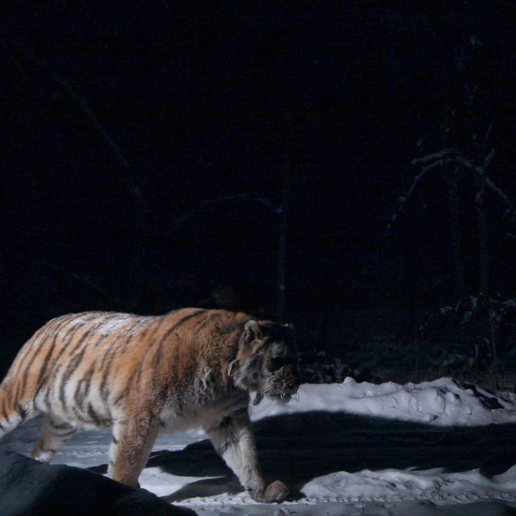 The Amur Tiger Center In The Far East