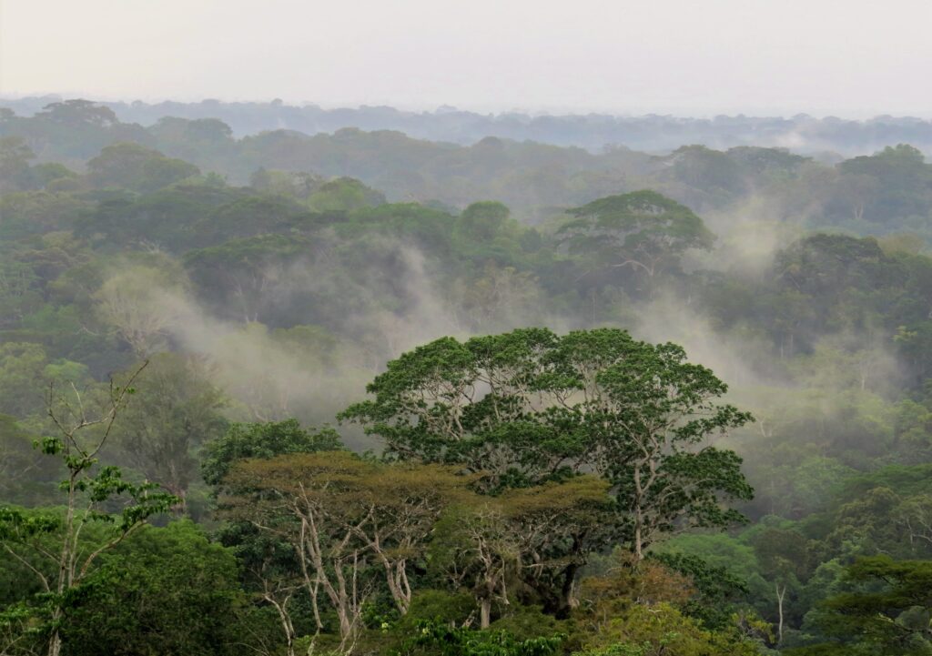 The Parc National De Taï